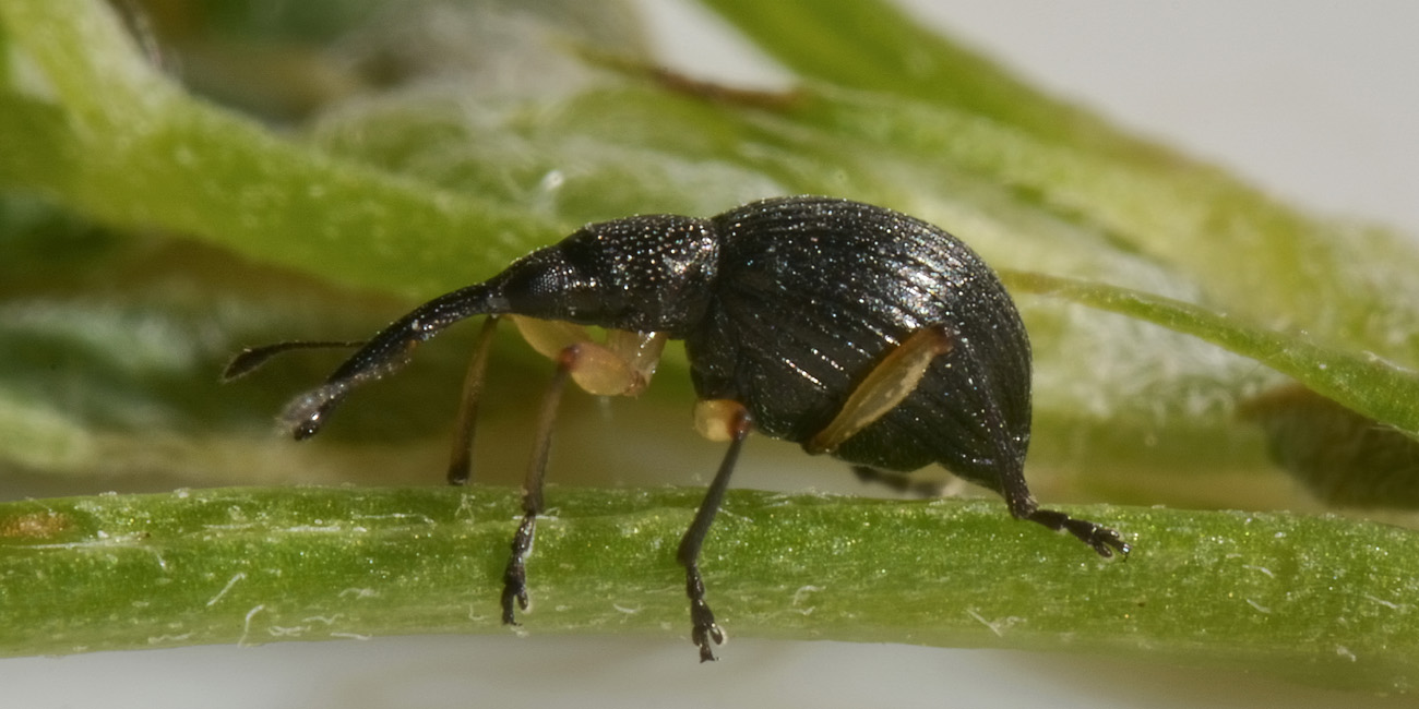 Apionidae: Protapion apricans?  Sì !